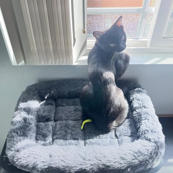 dark gray Fur calming bed Deluxe Plush Pet Bed - Picture 3 of 5